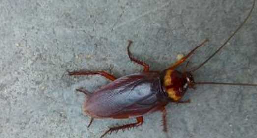 蟑螂存在的意義,夢見蒼蠅和蟑螂是什么意思圖5