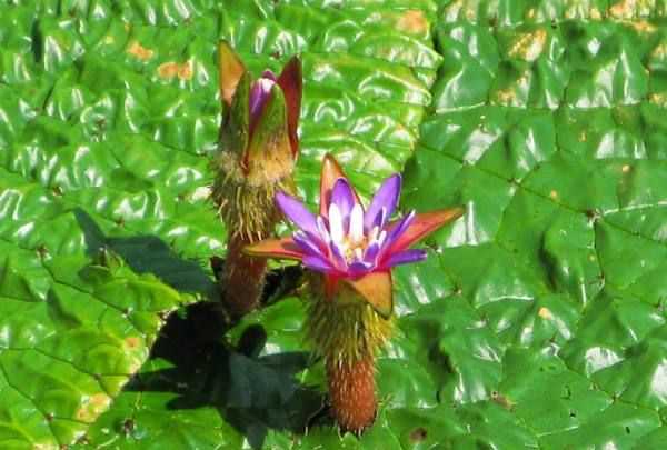 芡實是蓮子,芡實是蓮子的一種嗎圖5