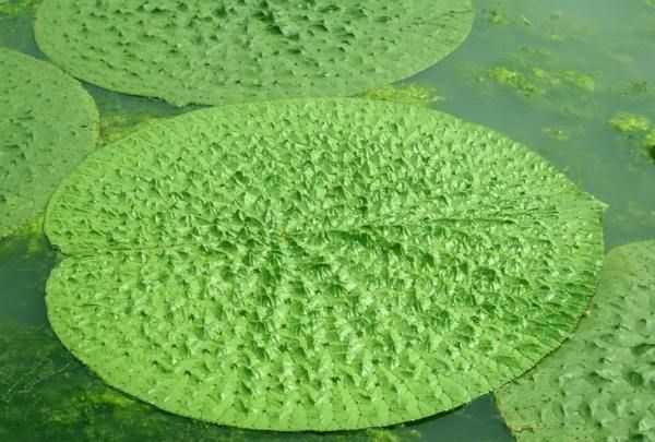 芡實是蓮子,芡實是蓮子的一種嗎圖6