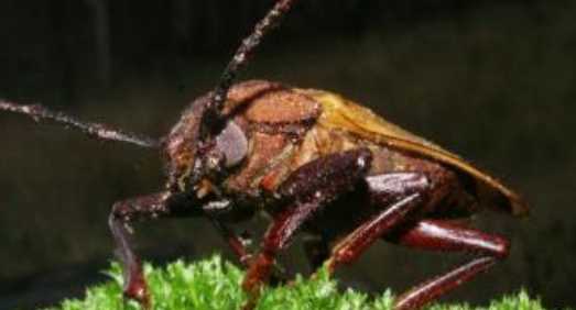 蟑螂存在的意義,夢見蒼蠅和蟑螂是什么意思圖7