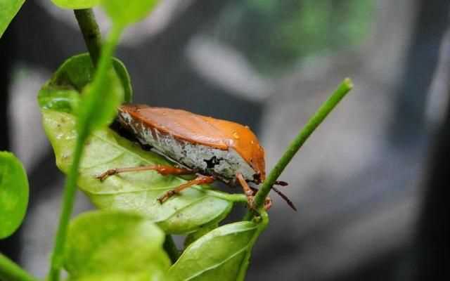 杯子放久了有異味怎么辦，杯子放久了里面有臭屁蟲，怎么弄才可以清洗干凈？圖1