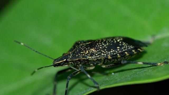 杯子放久了有異味怎么辦，杯子放久了里面有臭屁蟲，怎么弄才可以清洗干凈？圖2