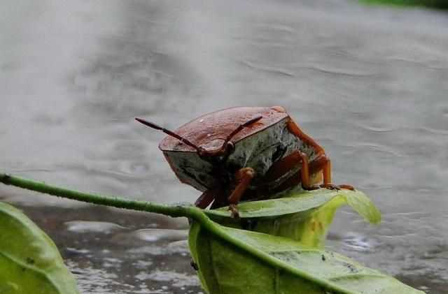 杯子放久了有異味怎么辦，杯子放久了里面有臭屁蟲，怎么弄才可以清洗干凈？圖3