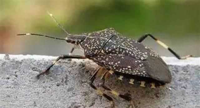 13樓老是有放屁蟲怎么回事