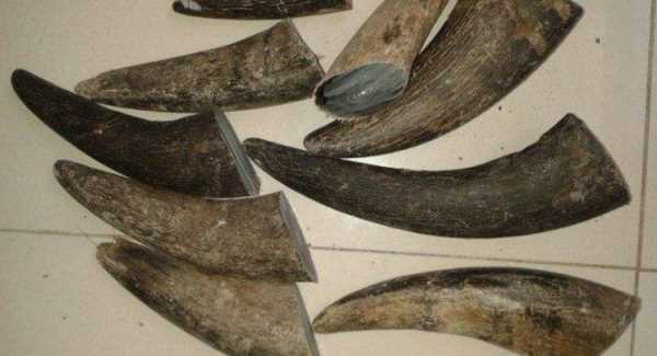 怎樣將牛角變軟定型,牛角放機(jī)油里煮會(huì)軟化定型嗎圖2