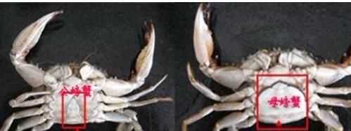 螃蟹有黃的是公還是母，螃蟹肚子里怎么有兩種黃色,一種是淡黃軟軟得,一種是橘黃有點(diǎn)發(fā)硬？圖10
