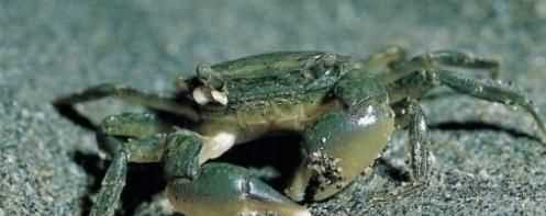 螃蟹有黃的是公還是母，螃蟹肚子里怎么有兩種黃色,一種是淡黃軟軟得,一種是橘黃有點(diǎn)發(fā)硬？圖11