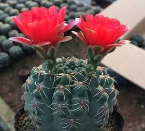 電腦旁邊放的仙人球，真能防輻射嗎