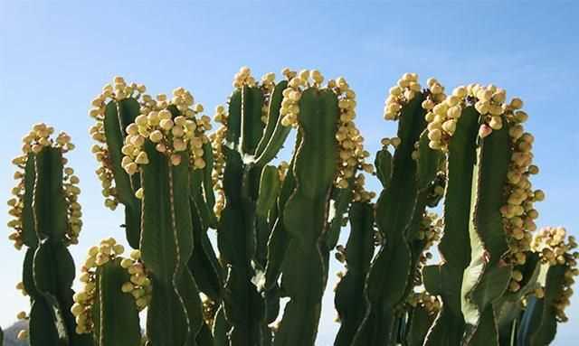 電腦旁邊放仙人掌能防輻射嗎，電腦旁邊放的仙人球，真能防輻射嗎？圖2