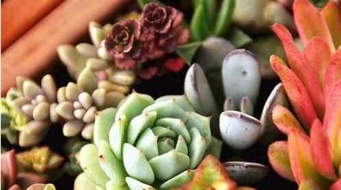 電腦旁邊放仙人掌能防輻射嗎，電腦旁邊放的仙人球，真能防輻射嗎？圖4