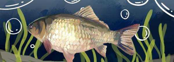 夏天釣鯽魚用哪些餌料配方,夏天釣鯽魚最佳餌料配方圖1