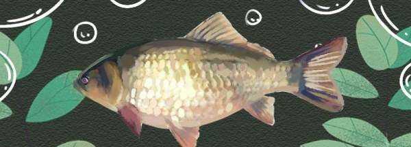 夏天釣鯽魚用哪些餌料配方,夏天釣鯽魚最佳餌料配方圖2