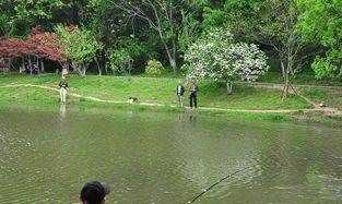 夏天釣鯽魚用哪些餌料配方,夏天釣鯽魚最佳餌料配方圖4