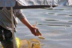 夏天釣鯽魚用哪些餌料配方,夏天釣鯽魚最佳餌料配方圖6