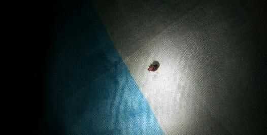 房間里有好多臭蟲是咋回事啊