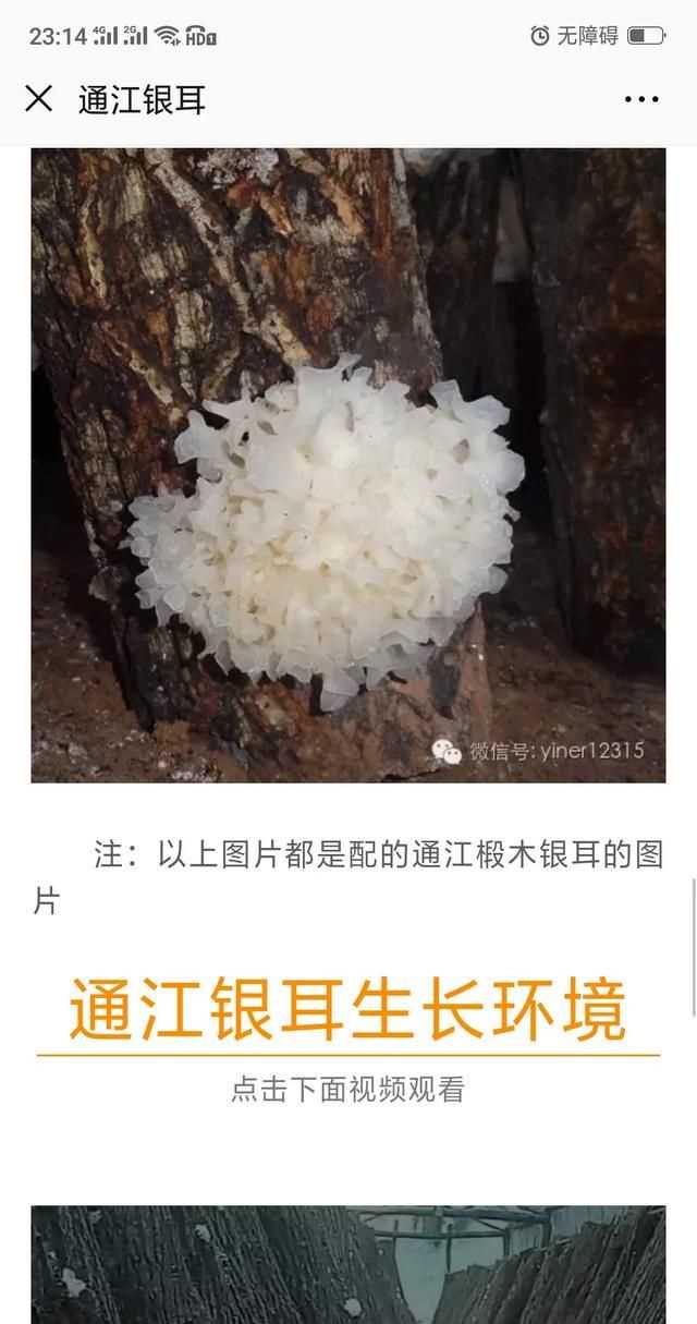 隔夜的白木耳能吃嗎，煮好的白木耳和蓮子放冰箱過夜能吃嗎？圖8