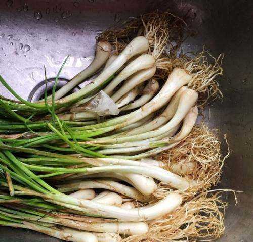 蕌頭如何腌制,農(nóng)民種植水稻的過程圖5