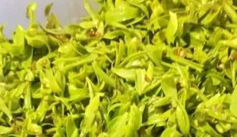 柳樹(shù)芽怎么吃,柳樹(shù)芽怎么做好吃,長(zhǎng)期吃可以嗎?圖2