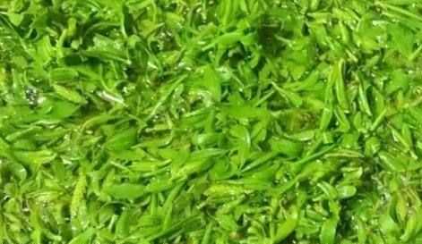 柳樹(shù)芽怎么吃,柳樹(shù)芽怎么做好吃,長(zhǎng)期吃可以嗎?圖3