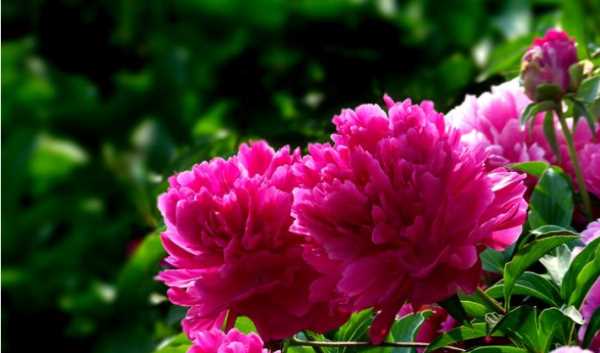 大芍藥花,芍藥花的養(yǎng)殖方法和注意事項(xiàng)圖5