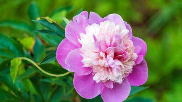 大芍藥花,芍藥花的養(yǎng)殖方法和注意事項(xiàng)圖6