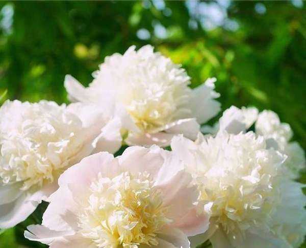 大芍藥花,芍藥花的養(yǎng)殖方法和注意事項(xiàng)圖8