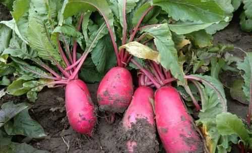 羅卜怎么存放時(shí)間長(zhǎng)