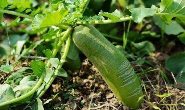 樓房怎樣儲(chǔ)存大蘿卜,在北方冬天樓房怎么儲(chǔ)存蘿卜圖4