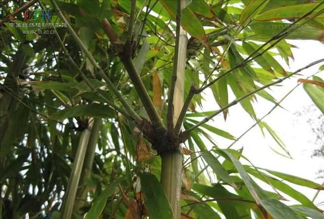 毛竹上的白色粉末是什么物質呢