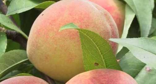 桃子皮可以吃,桃子皮能吃不圖4