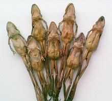 雪蛤的學(xué)名是,雪蛤是什么東西