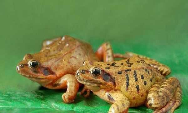 雪蛤的學(xué)名是,雪蛤是什么東西圖5