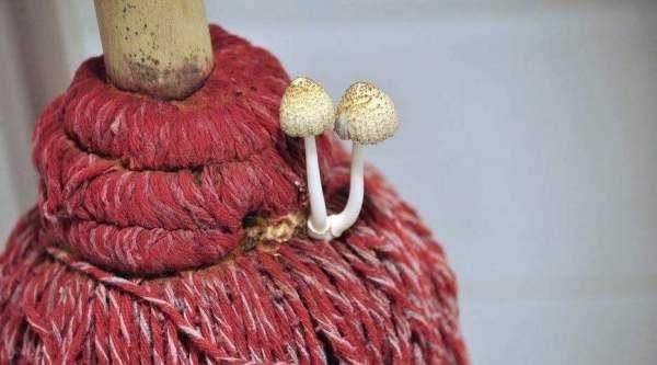 拖完地有腥味是什么原因,拖過地之后有腥味怎么辦?圖5