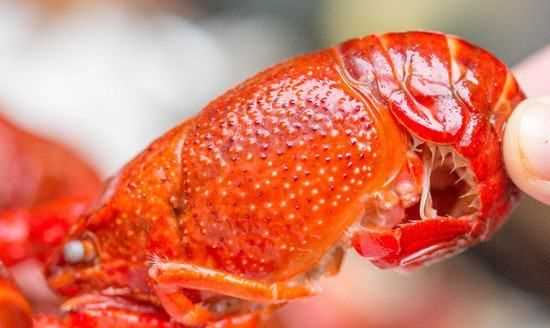 怎么判斷小龍蝦熟沒熟,怎么看小龍蝦熟了沒有圖4