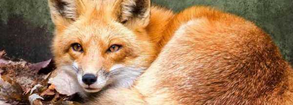 狐貍吃兔子,狐貍吃兔子嗎圖1