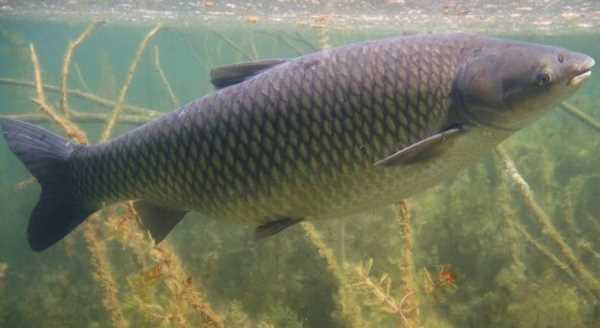 水庫(kù)釣草魚(yú)釣底還是釣浮,釣草魚(yú)是釣底還是釣浮比較好圖2