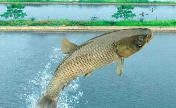 水庫(kù)釣草魚(yú)釣底還是釣浮,釣草魚(yú)是釣底還是釣浮比較好圖3