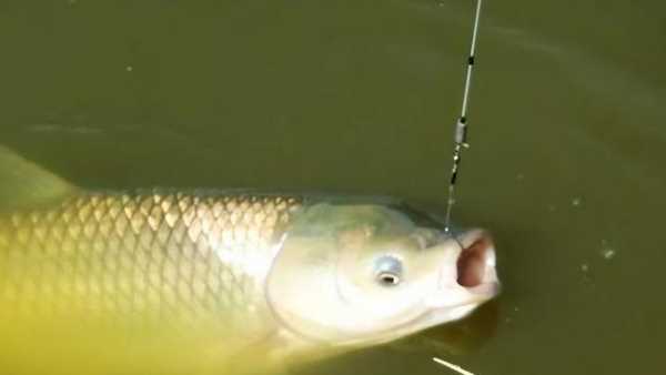 水庫(kù)釣草魚(yú)釣底還是釣浮,釣草魚(yú)是釣底還是釣浮比較好圖4