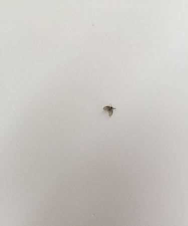 燈上有很多小飛蟲怎么辦哪里來的