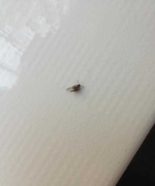 燈光下小飛蟲怎么消滅小竅門