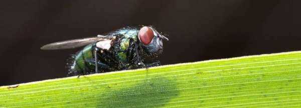 燈光下有很多小飛蟲怎么辦,燈上有很多小飛蟲怎么辦哪里來的圖3