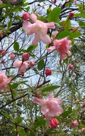 花紅柳綠屬于哪個(gè)季節(jié)的成語