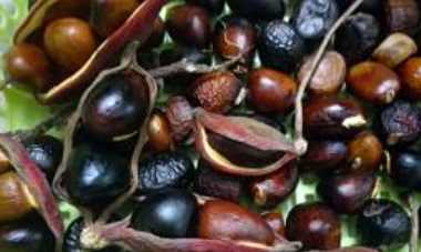 怎樣剝鳳眼果,什么是鳳眼果?圖2