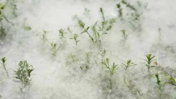 柳絮和楊絮什么時(shí)候飄,柳絮什么時(shí)候開始飄圖1