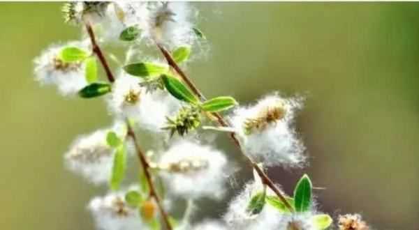 柳絮和楊絮什么時(shí)候飄,柳絮什么時(shí)候開始飄圖2