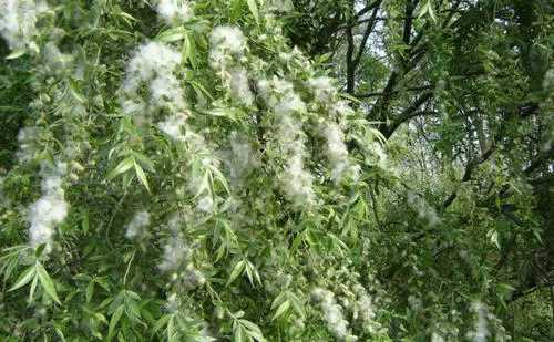 柳絮和楊絮什么時(shí)候飄,柳絮什么時(shí)候開始飄圖4