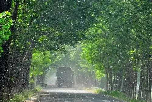 柳絮和楊絮什么時(shí)候飄,柳絮什么時(shí)候開始飄圖5