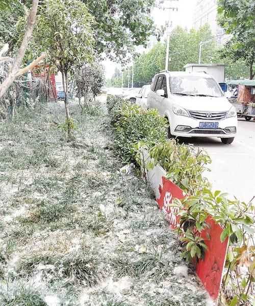 楊絮柳絮幾月份開始幾月份結(jié)束河南