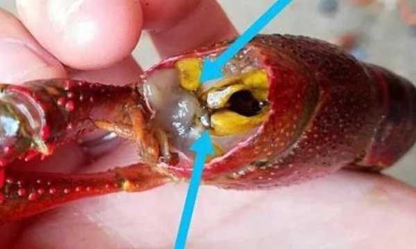 怎么洗蝦尾洗的干凈,蝦尾怎樣洗才能才干凈圖7