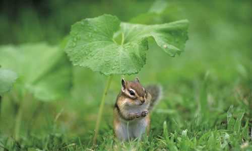 哪些動物會預(yù)報天氣